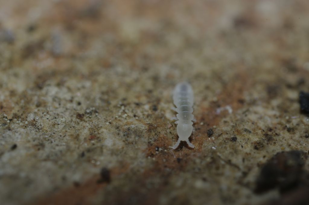 Collemboli bianchi, credo della famiglia Onychiuridae